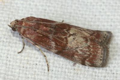 <i>Phycita roborella</i>