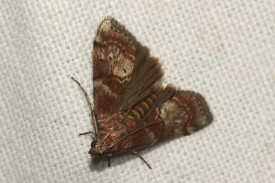 <i>Phycita roborella</i>
