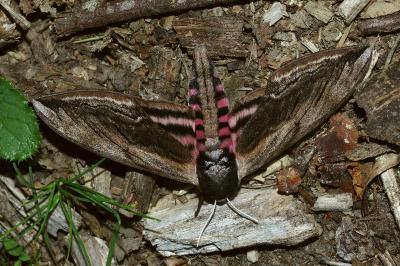 <i>Sphinx ligustri</i>