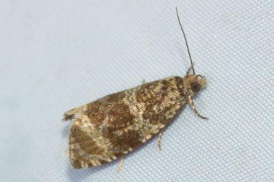 <i>Celypha lacunana</i>