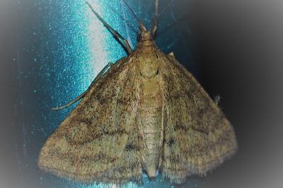 <i>Psammotis pulveralis</i>
