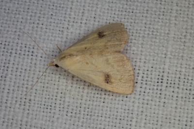 <i>Rivula sericealis</i>