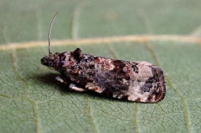 <i>Endothenia gentianaeana/marginana/oblongana</i>