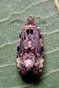 <i>Endothenia gentianaeana/marginana/oblongana</i>