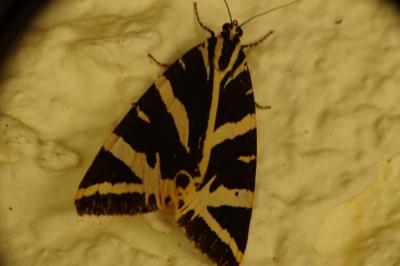<i>Euplagia quadripunctaria</i>