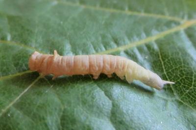 <i>Watsonalla uncinula</i>