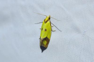 <i>Agapeta zoegana</i>