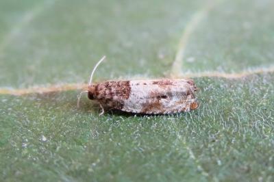 <i>Gypsonoma dealbana</i>