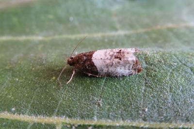 <i>Notocelia roborana</i>