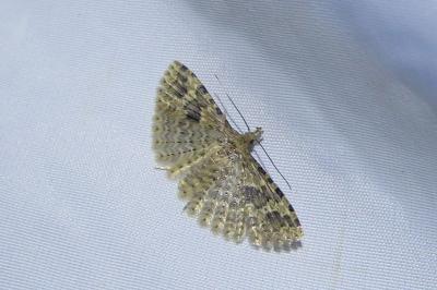 <i>Alucita hexadactyla</i>