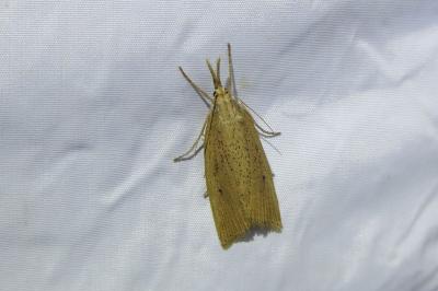<i>Chilo phragmitellus</i>