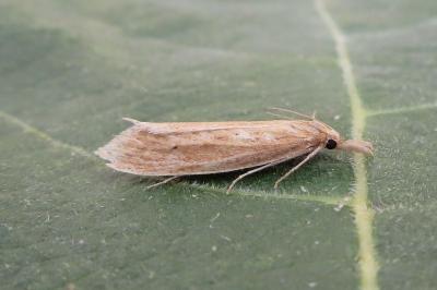 <i>Donacaula forficella</i>