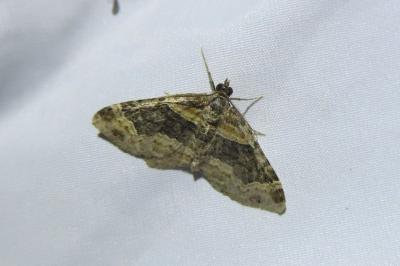 <i>Xanthorhoe ferrugata</i>