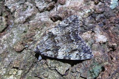 <i>Catocala promissa</i>