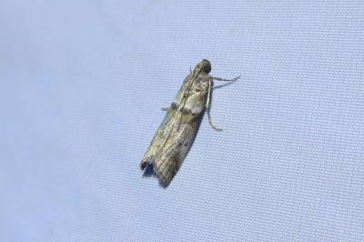 <i>Acrobasis consociella</i>