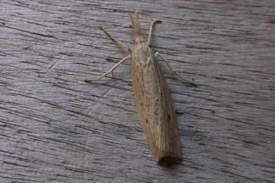 <i>Chilo phragmitellus</i>