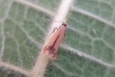 <i>Coptotriche marginea</i>