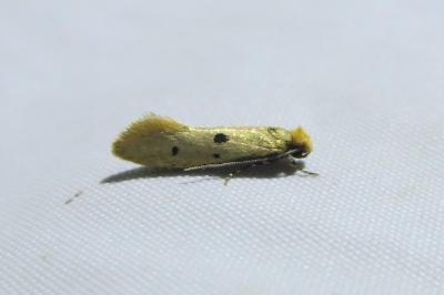 <i>Tinea trinotella</i>
