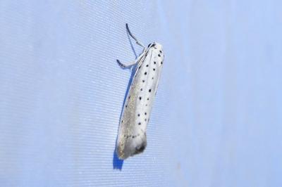 <i>Yponomeuta rorrella</i>