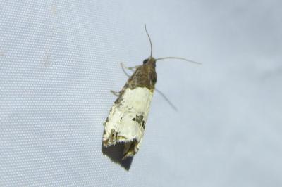<i>Notocelia roborana</i>