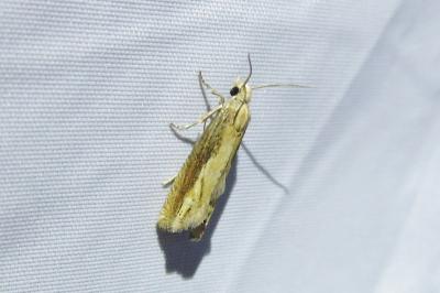 <i>Eucosma obumbratana</i>