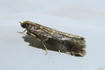 <i>Acrobasis suavella</i>