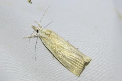 <i>Calamotropha paludella</i>