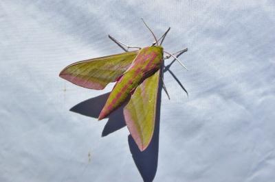 <i>Deilephila elpenor</i>