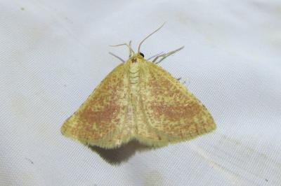 <i>Aplasta ononaria</i>