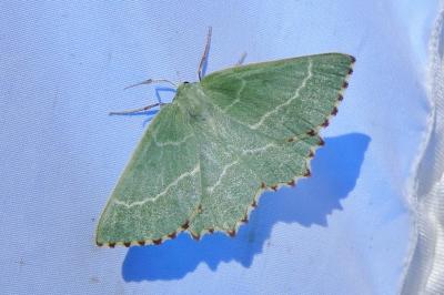 <i>Thalera fimbrialis</i>