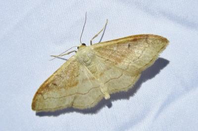 <i>Idaea rubraria</i>