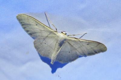 <i>Idaea straminata</i>