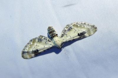 <i>Eupithecia centaureata</i>