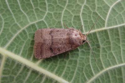 <i>Hoplodrina blanda</i>