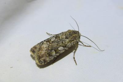 <i>Euxoa nigrofusca/tritici</i>