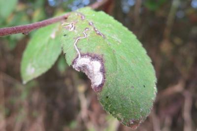 <i>Stigmella plagicolella</i>