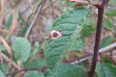 <i>Stigmella plagicolella</i>