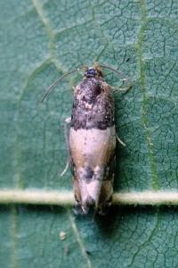 <i>Lobesia artemisiana/bicinctana</i>
