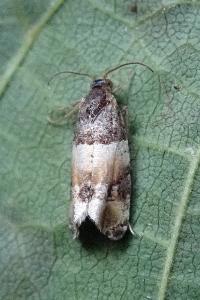 <i>Lobesia artemisiana/bicinctana</i>