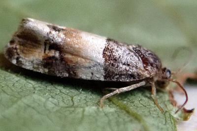 <i>Lobesia artemisiana/bicinctana</i>