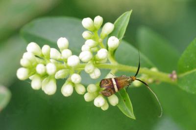 <i>Adela australis</i>