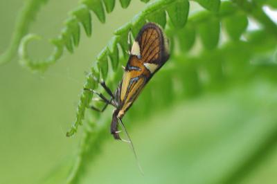 <i>Alabonia geoffrella</i>