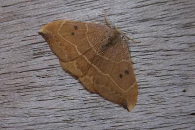<i>Watsonalla binaria</i>