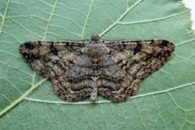 <i>Peribatodes rhomboidaria</i>