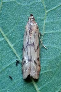 <i>Homoeosoma sinuella</i>