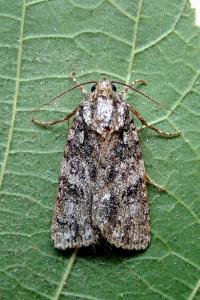 <i>Acronicta rumicis</i>