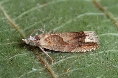 <i>Eucosma conterminana</i>