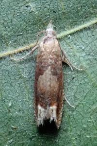 <i>Eucosma conterminana</i>