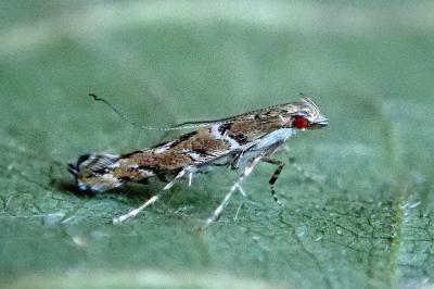 <i>Acrocercops brongniardella</i>