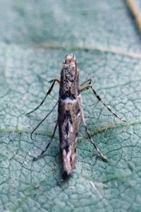 <i>Acrocercops brongniardella</i>